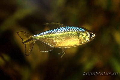 Фото Конго золотой , или Радужный хемиграммопетерс Hemigrammopetersius caudalis  (photo#109416)