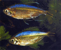 Фото Конго золотой , или Радужный хемиграммопетерс Hemigrammopetersius caudalis  (photo#109417)