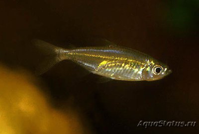 Фото Конго золотой , или Радужный хемиграммопетерс Hemigrammopetersius caudalis  (photo#109418)