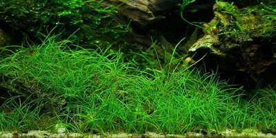 Элеохарис мини ( Eleocharis sp. Mini )