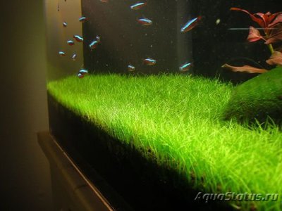 Элеохарис мини ( Eleocharis sp. Mini )