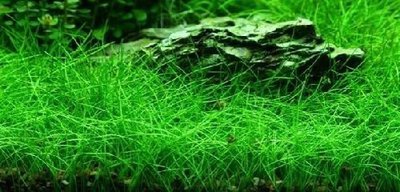 Элеохарис мини ( Eleocharis sp. Mini )