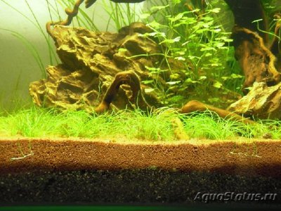 Элеохарис мини ( Eleocharis sp. Mini )