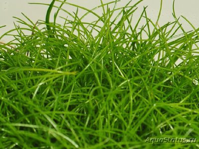 Элеохарис мини ( Eleocharis sp. Mini )