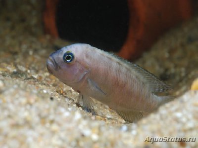 Фото Тельматохромис темпоралис Telmatochromis temporalis  (photo#109431)
