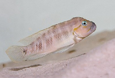 Фото Тельматохромис темпоралис Telmatochromis temporalis  (photo#109432)