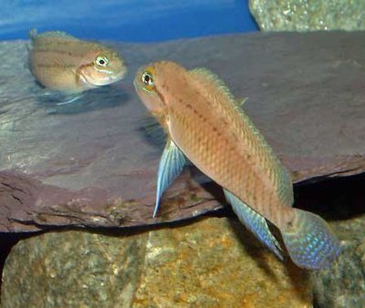 Фото Тельматохромис темпоралис Telmatochromis temporalis  (photo#109433)