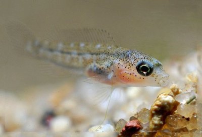 Фото Тельматохромис темпоралис Telmatochromis temporalis  (photo#109434)