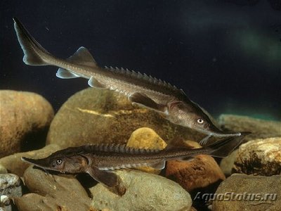 Фото Стерлядь Acipenser ruthenus  (photo#109437)