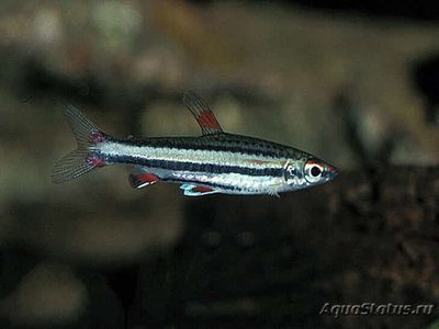 Фото Нанностомус трехполосый Nannostomus trifasciatus  (photo#109461)