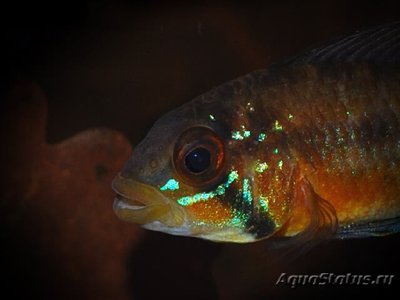 Фото Апистограмма атахуалпа Apistogramma atahualpa  (photo#109480)