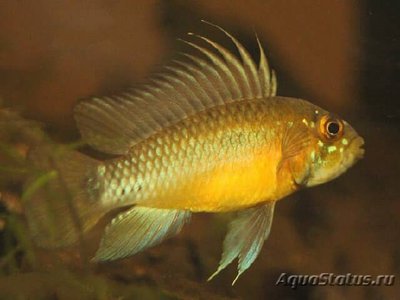 Фото Апистограмма атахуалпа Apistogramma atahualpa  (photo#109481)