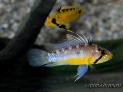 Фото Апистограмма атахуалпа Apistogramma atahualpa  (photo#109482)