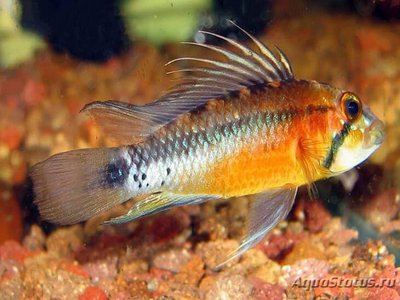 Фото Апистограмма атахуалпа Apistogramma atahualpa  (photo#109483)