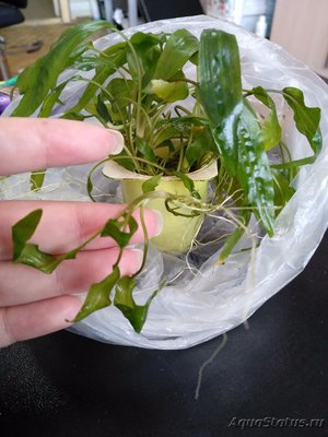 Опознание аквариумных растений