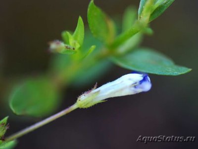 Линдерния мелкоцветковая ( Lindenia parviflora )