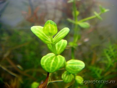 Линдерния мелкоцветковая ( Lindenia parviflora )