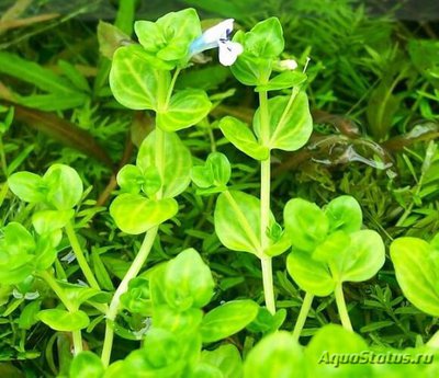 Линдерния мелкоцветковая ( Lindenia parviflora )