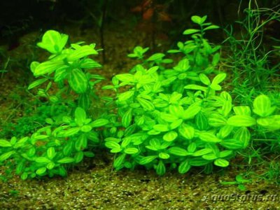 Линдерния мелкоцветковая ( Lindenia parviflora )