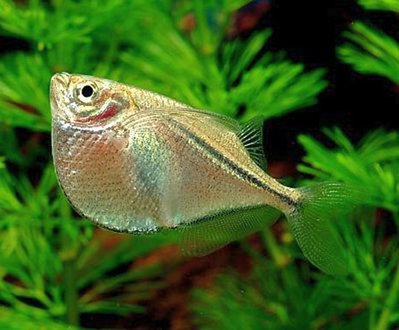 Фото Стерникла , или Гастеропелекус стерникла Gasteropelecus sternicla  (photo#109512)