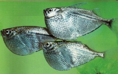 Фото Стерникла , или Гастеропелекус стерникла Gasteropelecus sternicla  (photo#109513)