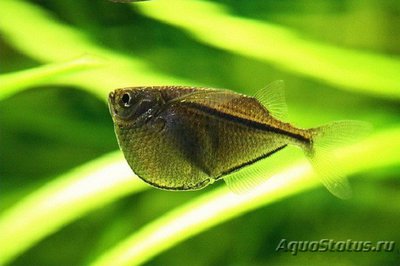 Фото Стерникла , или Гастеропелекус стерникла Gasteropelecus sternicla  (photo#109514)