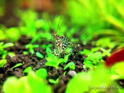 Креветка Белая орхидея ( Cardina sp. "White orchid")