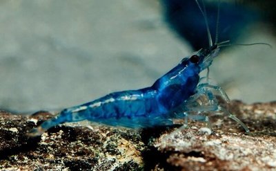 Креветка Синяя Мечта (  Blue Dream , Neocardina heteropoda var. Blue )
