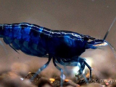 Креветка Синяя Мечта (  Blue Dream , Neocardina heteropoda var. Blue )