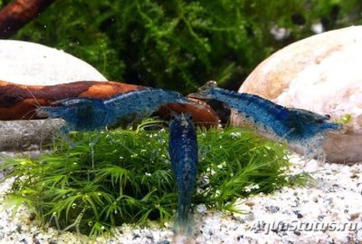 Креветка Синяя Мечта (  Blue Dream , Neocardina heteropoda var. Blue )