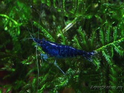 Креветка Синяя Мечта (  Blue Dream , Neocardina heteropoda var. Blue )