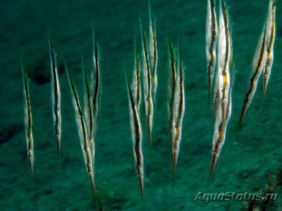 Кривохвостка обыкновенная , или морская уточка ( Aeoliscus strigatus )