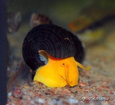 Фото Тиломелания Оранжевый кролик Tylomelania sp. Poso orange rabbit snail  (photo#109639)