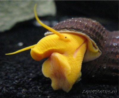 Фото Тиломелания Оранжевый кролик Tylomelania sp. Poso orange rabbit snail  (photo#109640)