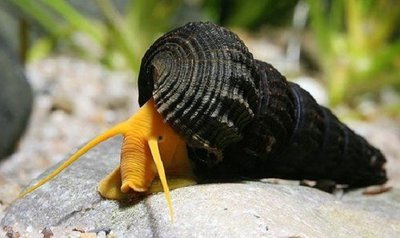 Фото Тиломелания Оранжевый кролик Tylomelania sp. Poso orange rabbit snail  (photo#109641)