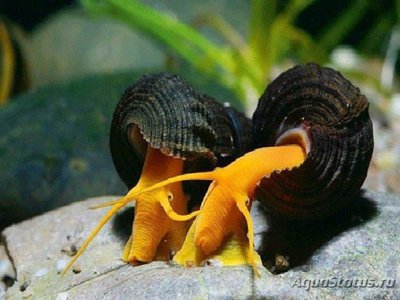 Фото Тиломелания Оранжевый кролик Tylomelania sp. Poso orange rabbit snail  (photo#109642)