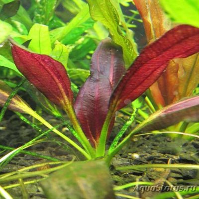 Эхинодорус aflame (Echinodorus aflame)