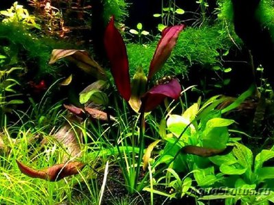 Эхинодорус aflame (Echinodorus aflame)
