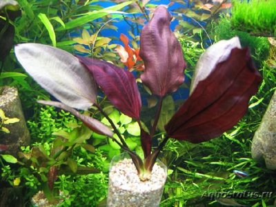 Эхинодорус aflame (Echinodorus aflame)