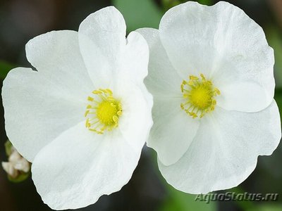 Эхинодорус "Кордифолиус рэд" ( Echinodorus cordifolius red )