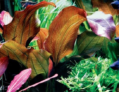 Эхинодорус "Кордифолиус рэд" ( Echinodorus cordifolius red )