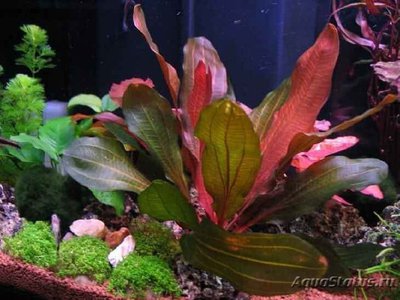 Эхинодорус "Кордифолиус рэд" ( Echinodorus cordifolius red )