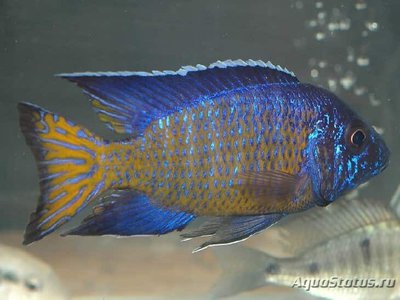 Фото Аулонакара фиолетовая Aulonocara stuartgranti  (photo#109679)