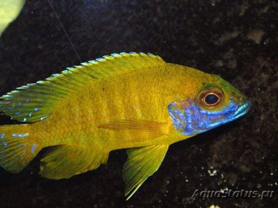 Фото Аулонакара Бенша жёлтая Aulonocara baenschi var. Yellow  (photo#109680)
