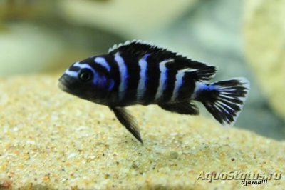 Фото Псевдотрофеус Файнзильбера Pseudotropheus fainzilberi  (photo#109695)