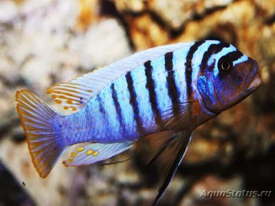 Фото Псевдотрофеус Файнзильбера Pseudotropheus fainzilberi  (photo#109696)