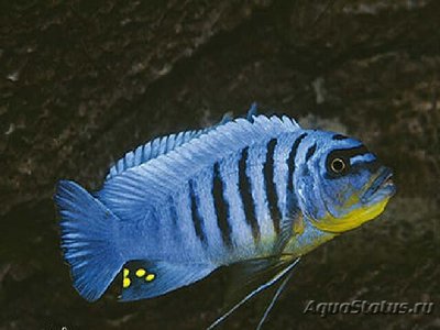 Фото Псевдотрофеус Файнзильбера Pseudotropheus fainzilberi  (photo#109698)