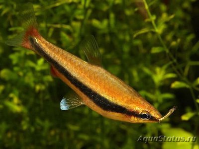 Фото Нанностомус арипиранга Nannoctomus aripirangensis  (photo#109761)