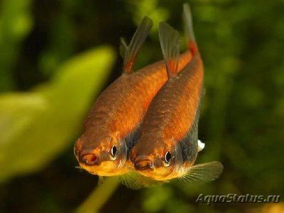 Фото Нанностомус арипиранга Nannoctomus aripirangensis  (photo#109763)
