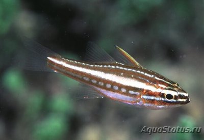 Апогон краснополосый (Apogon margaritophorus)